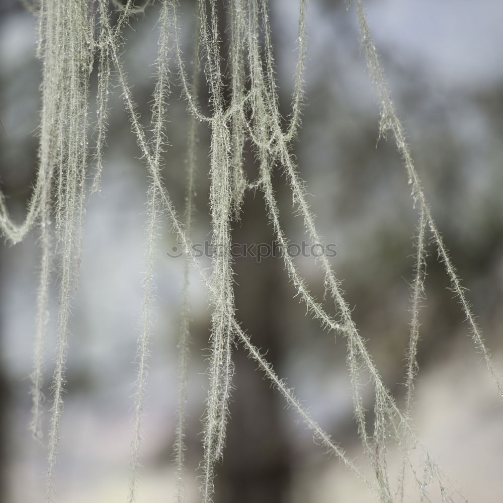 Similar – winter bamboo 1 Winter