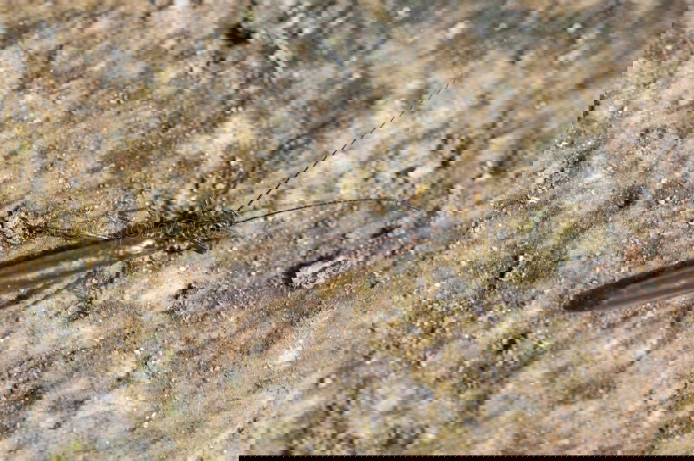 Image, Stock Photo bow tie Insect Wood Fly