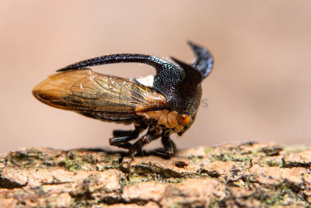 Similar – Madagascar roach Animal