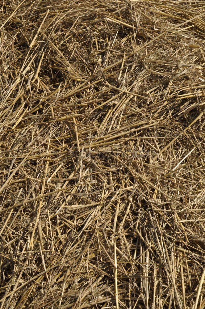 Similar – Straw Background Nature