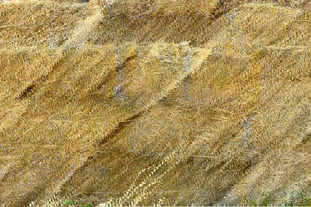 Similar – Image, Stock Photo Corn Sea Cornfield Wheat