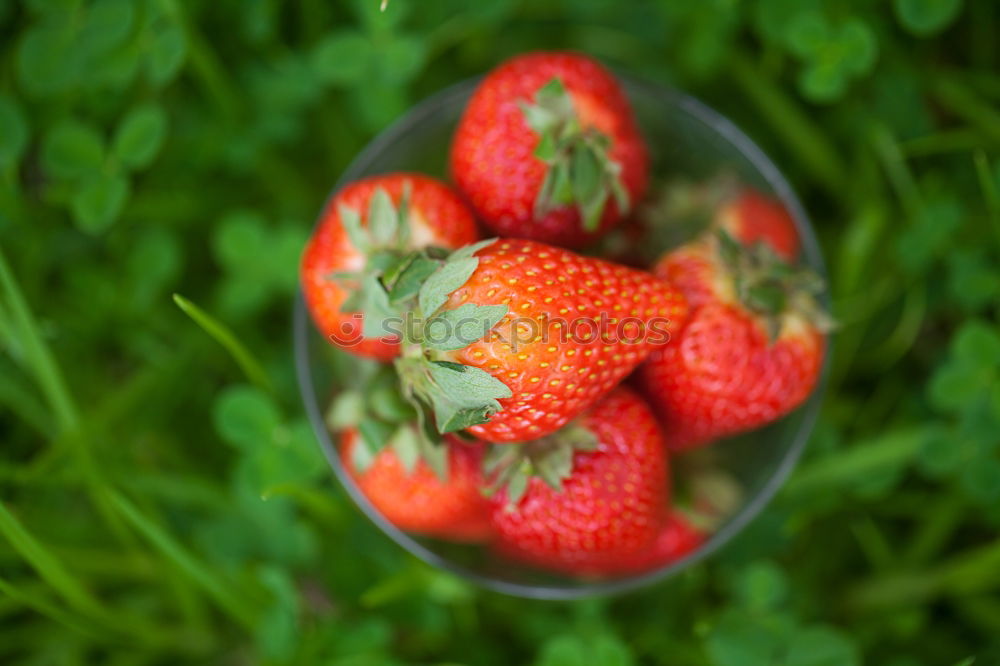 Similar – strawberry season Food