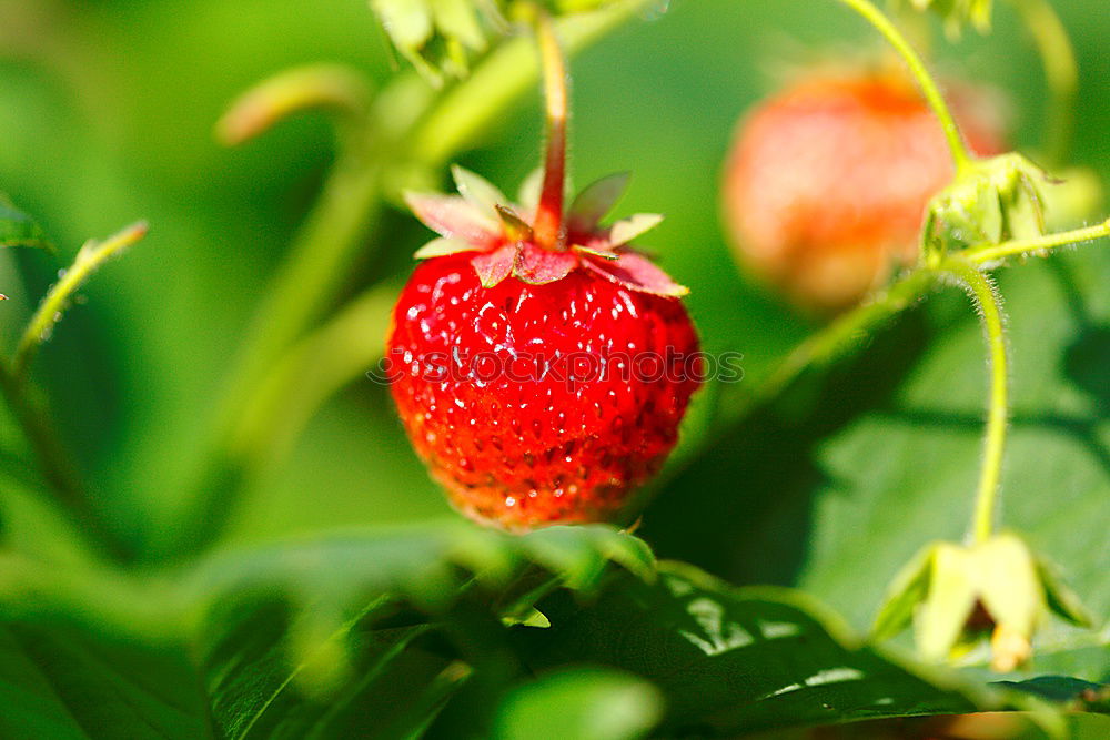 Similar – Berry II Food Fruit