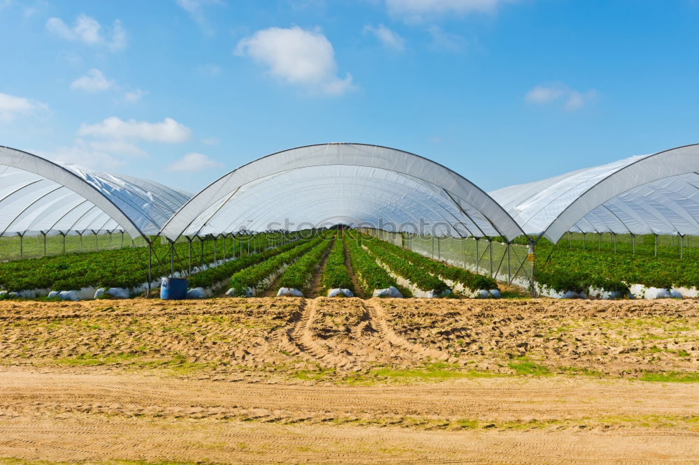 Similar – Strawberries in green house.