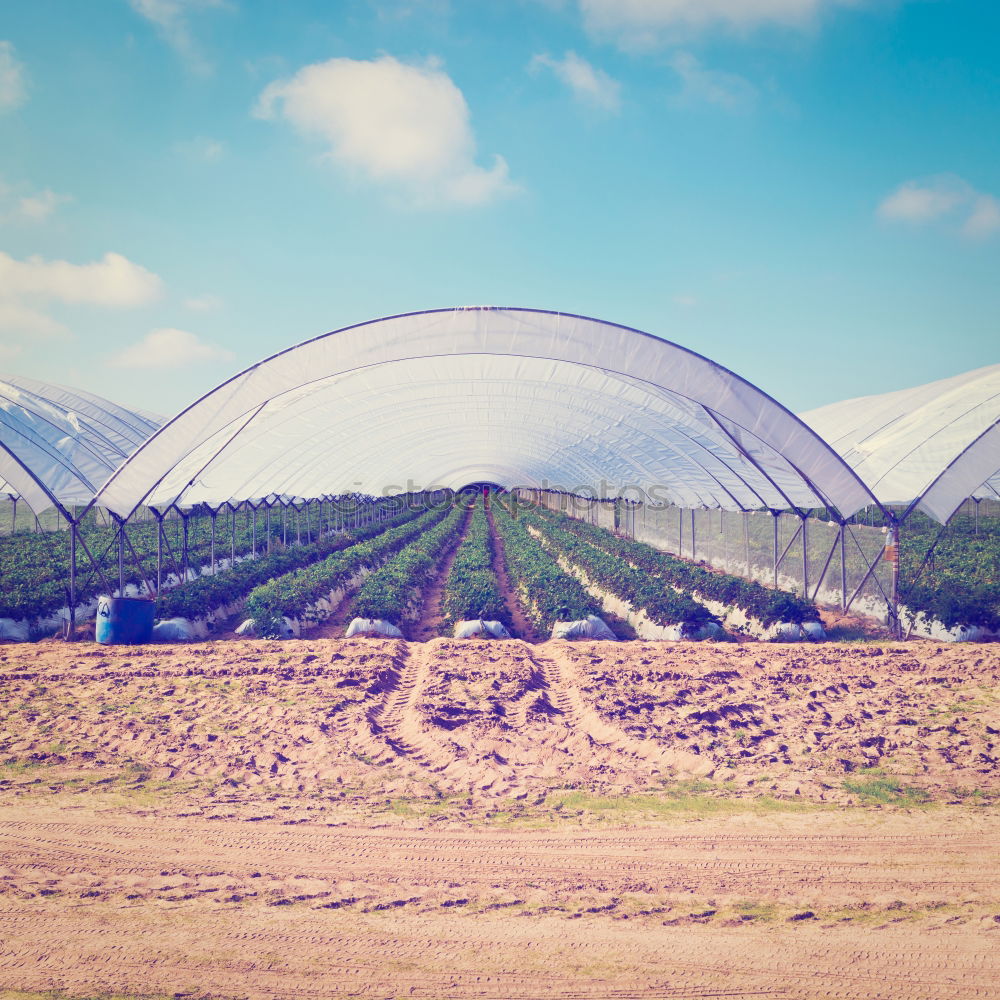 Similar – Strawberries in green house.