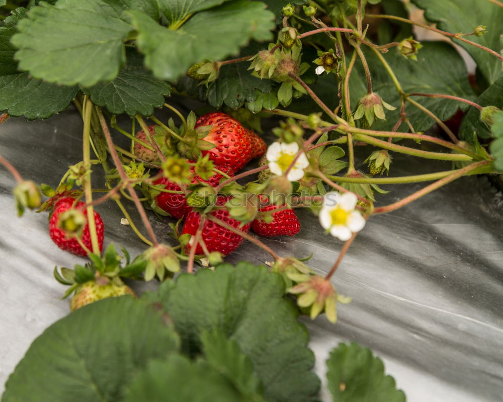 Similar – Image, Stock Photo X Food Fruit Nutrition