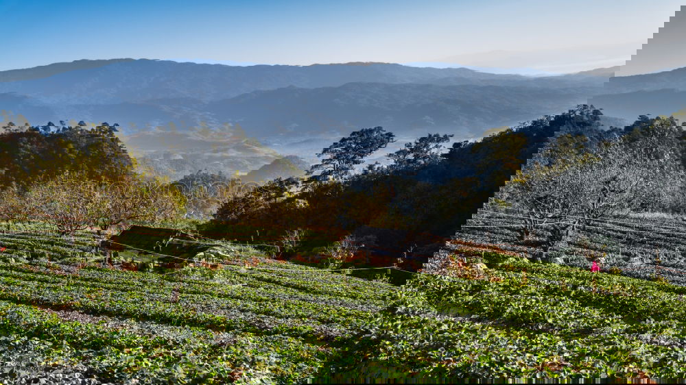 Similar – Image, Stock Photo And what about tea tea?