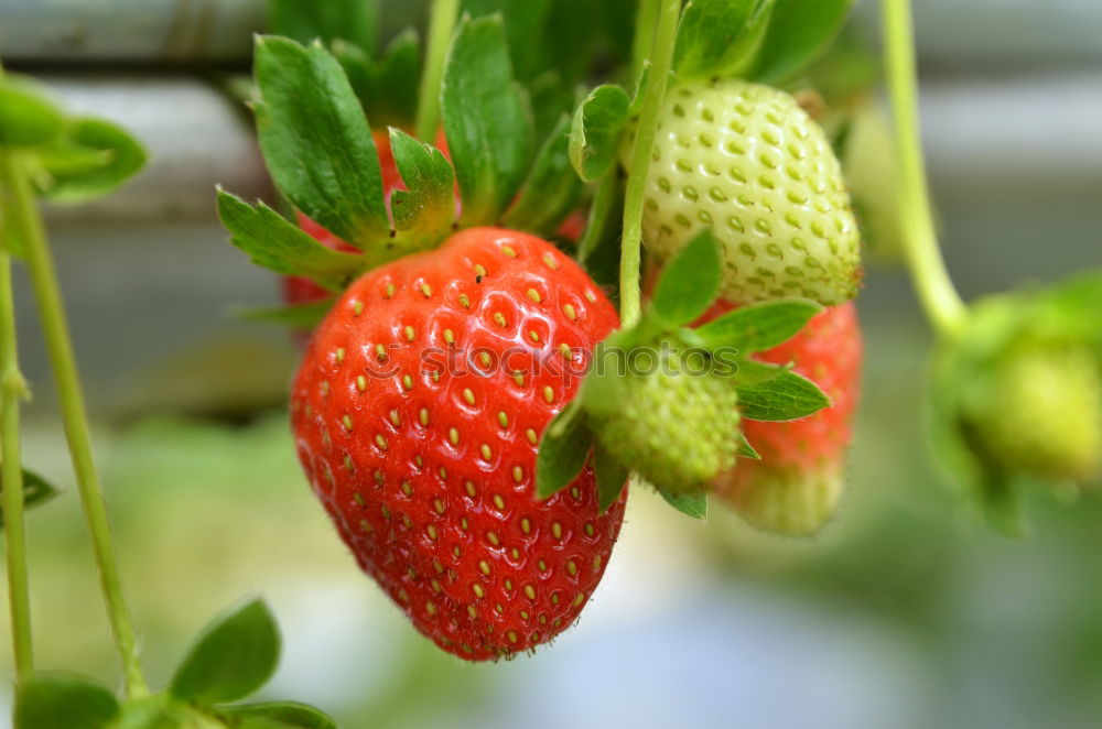 Similar – fruit ripeness Plant