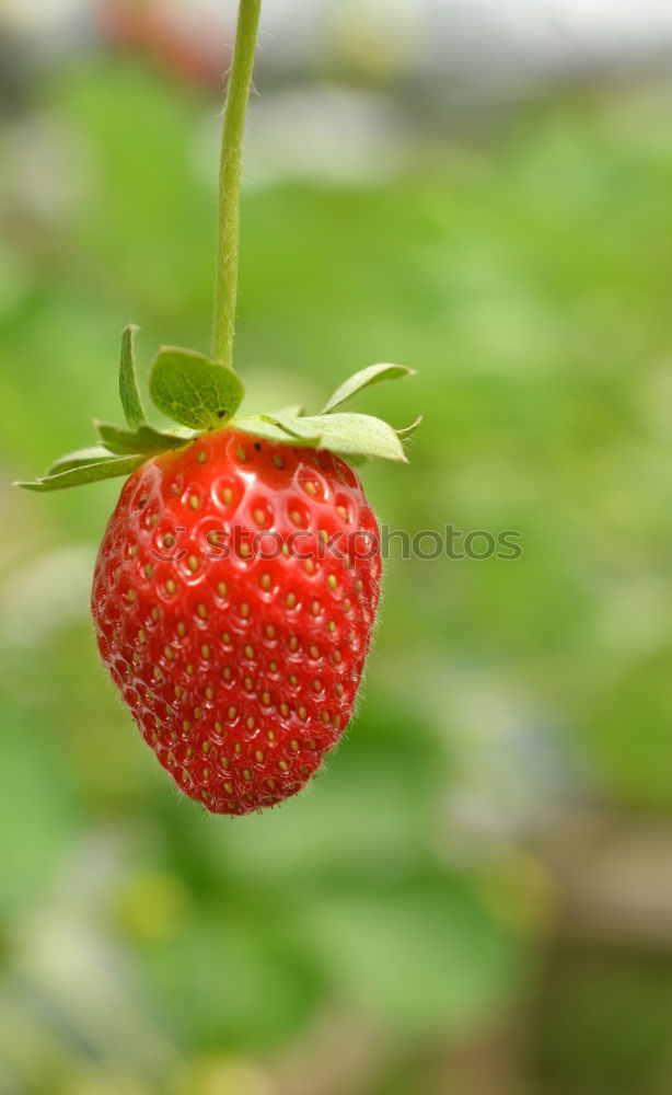 Similar – Berry II Food Fruit