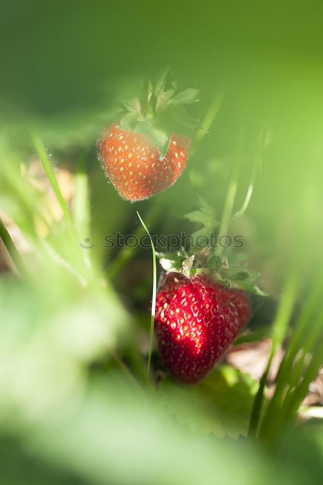 Similar – fruit ripeness Plant