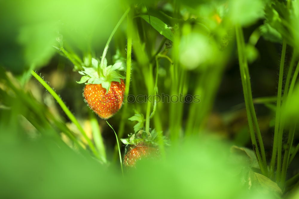 Similar – fruit ripeness Plant