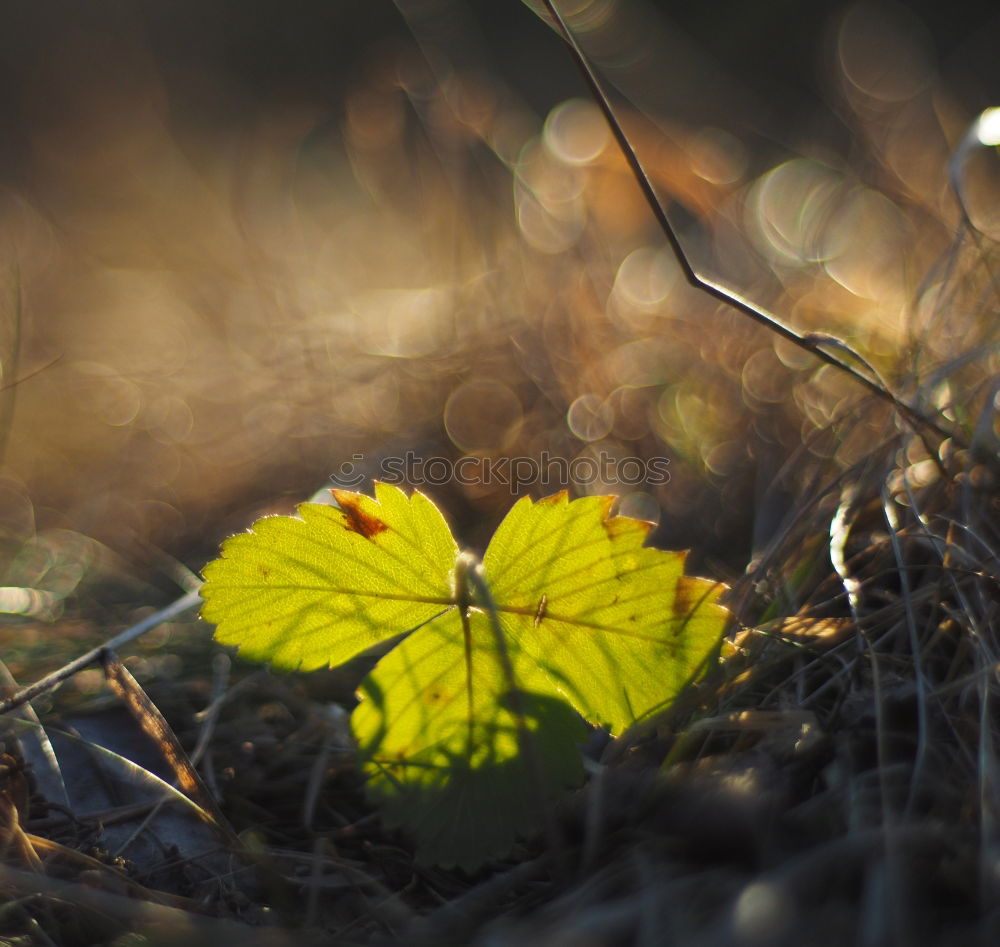 Similar – Moosteppich Blatt Pflanze