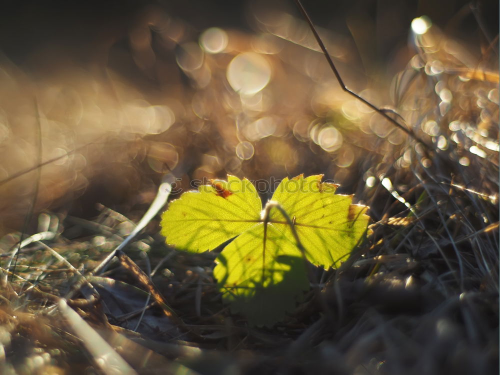 Similar – herbstblatt Herbst Blatt