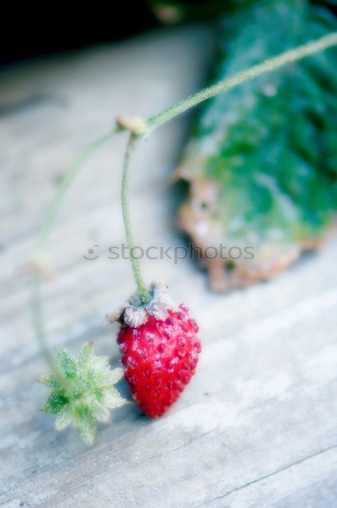 Similar – rote Johannisbeeren