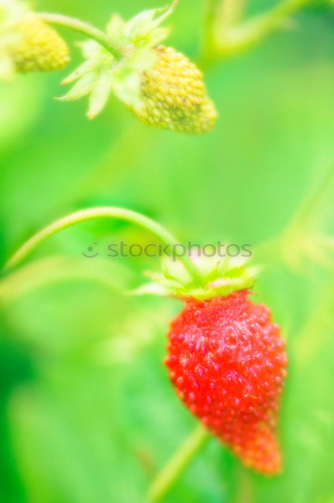 Similar – strawberry season Food