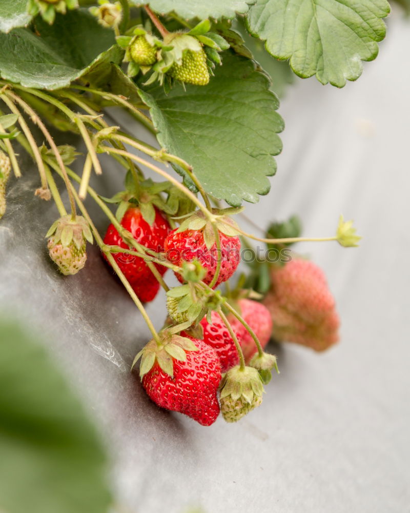 Similar – Image, Stock Photo yield Food Fruit Nutrition