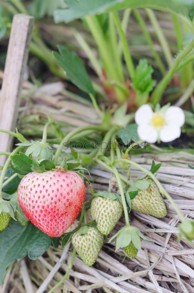 Similar – Image, Stock Photo X Food Fruit Nutrition