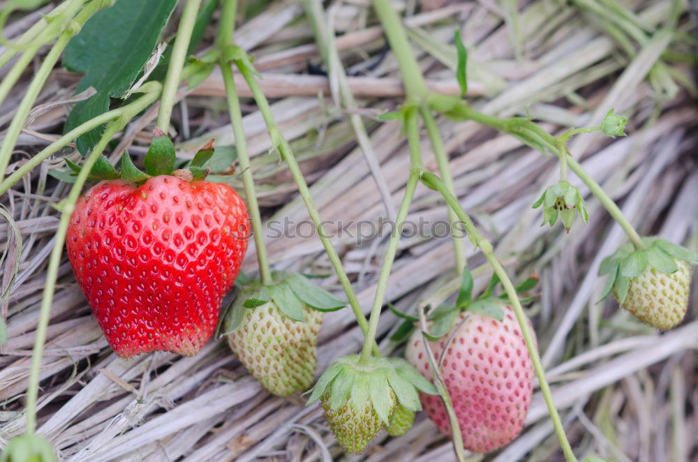 Similar – Image, Stock Photo X Food Fruit Nutrition