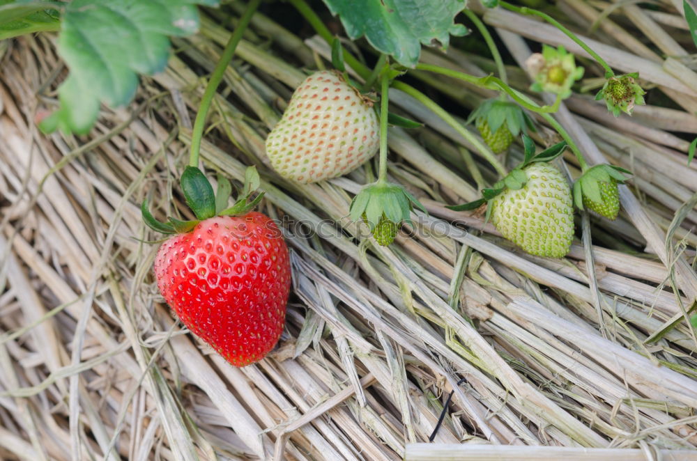 Image, Stock Photo X Food Fruit Nutrition