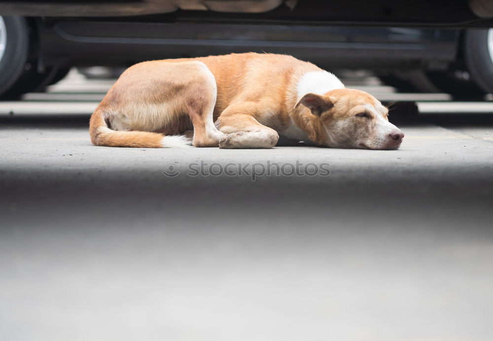 Similar – Foto Bild Wackeldackel Dackel Hund