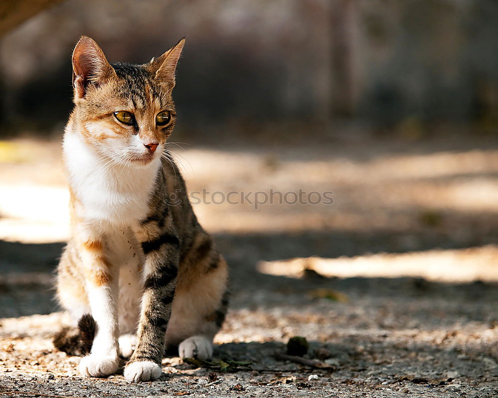 Similar – Image, Stock Photo digitigrade Small Town