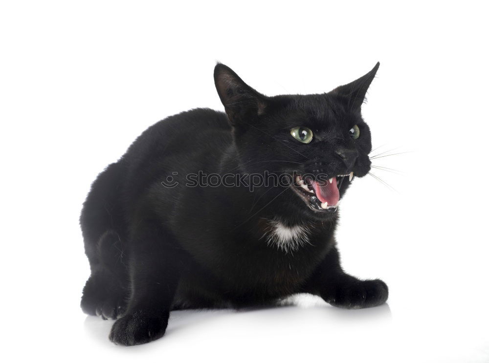 Similar – Image, Stock Photo cats… Animal Pet Cat