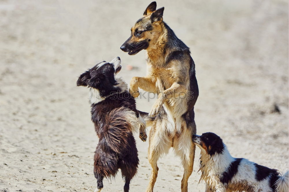 Similar – Dogs running near waving sea