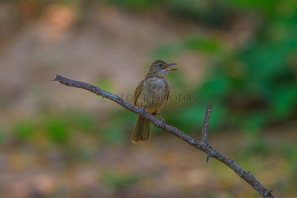 Similar – Image, Stock Photo Thrush in tree Environment