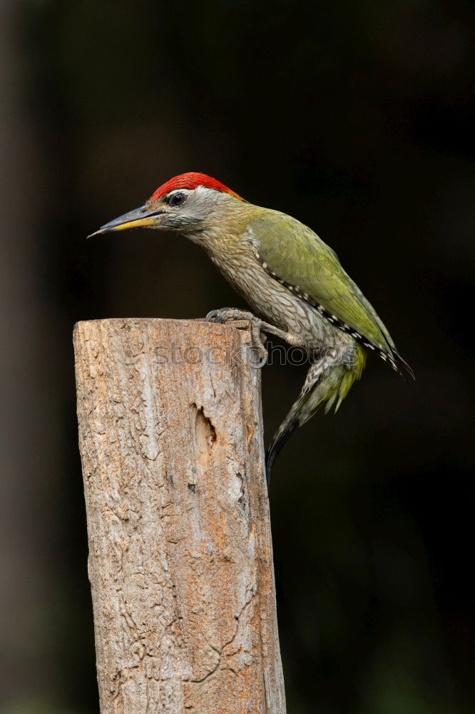 Similar – Image, Stock Photo Wonderful green bird on wood