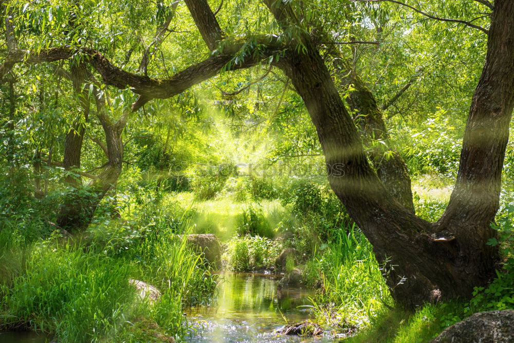 Similar – Image, Stock Photo Landscape in the Spreewald near Lübbenau