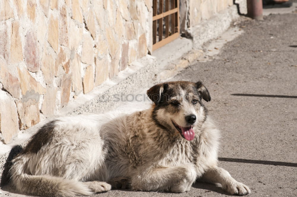 Similar – Funny dog near shabby building on street