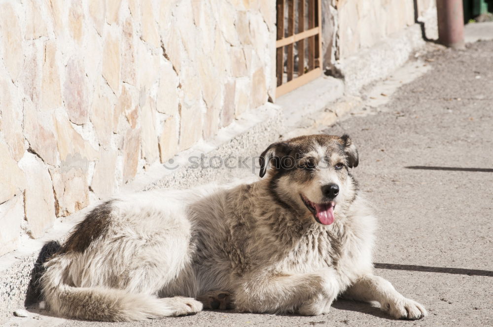 Similar – Funny dog near shabby building on street