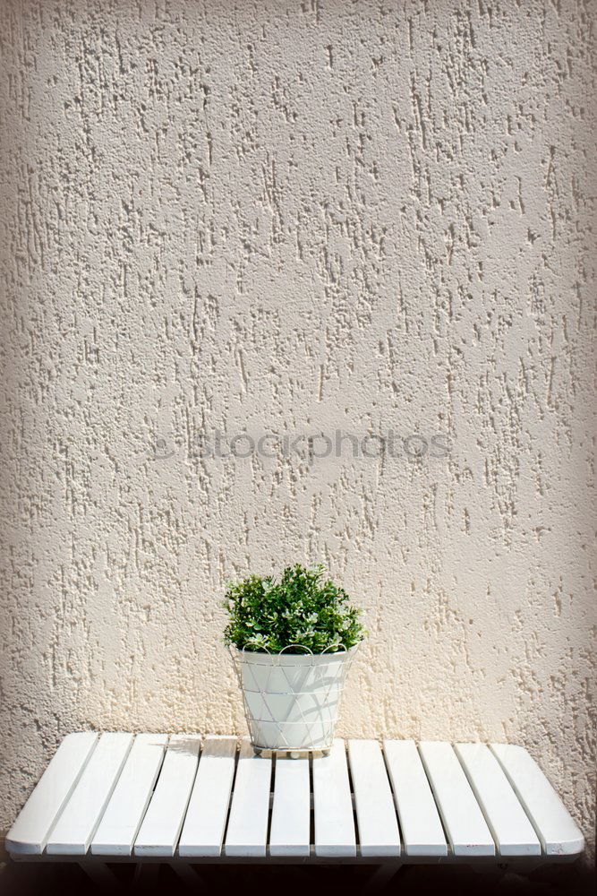 Image, Stock Photo cacti Cactus Plant Oxygen