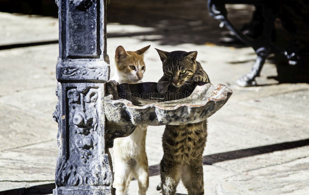 Similar – Tierisch gut: Cat Door