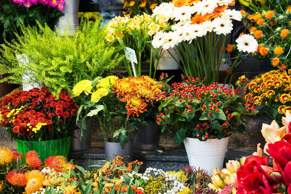 Similar – Der Freiburger Markt ist der schönste im Land!