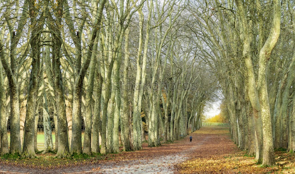 Similar – Image, Stock Photo Ghost forest in Nienhagen XIV