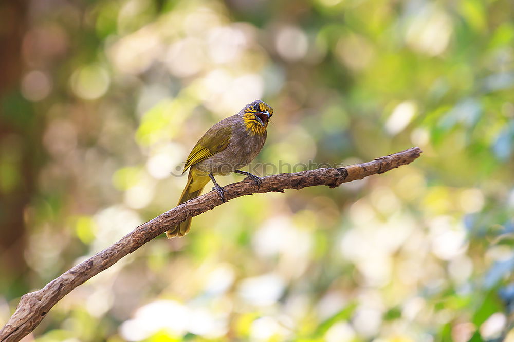 Similar – Image, Stock Photo Green Bee Eater