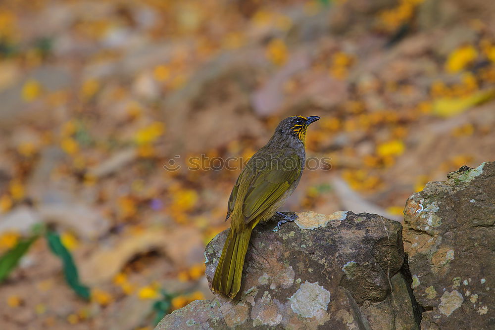 Similar – Image, Stock Photo Wonderful green bird on wood