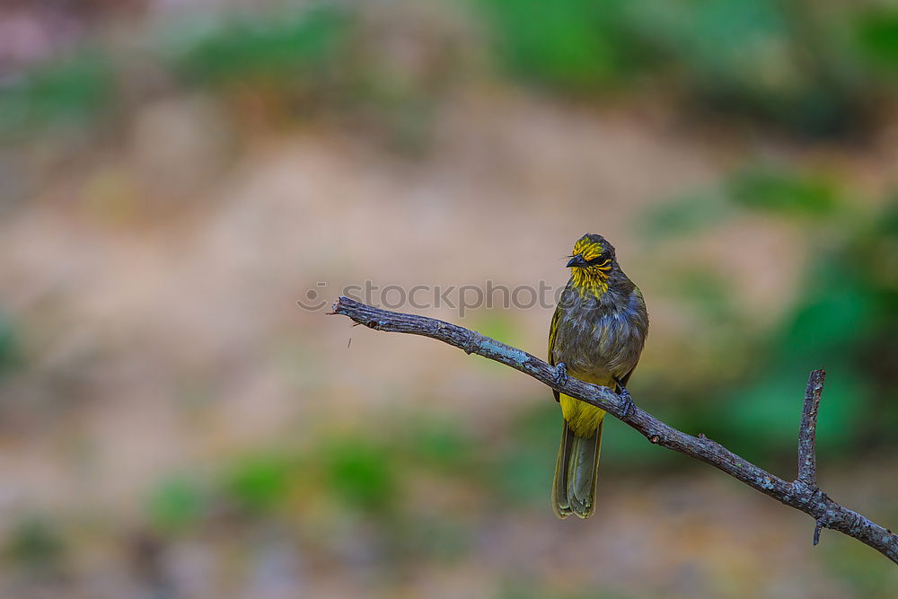 Similar – Weaver bird acrobatics