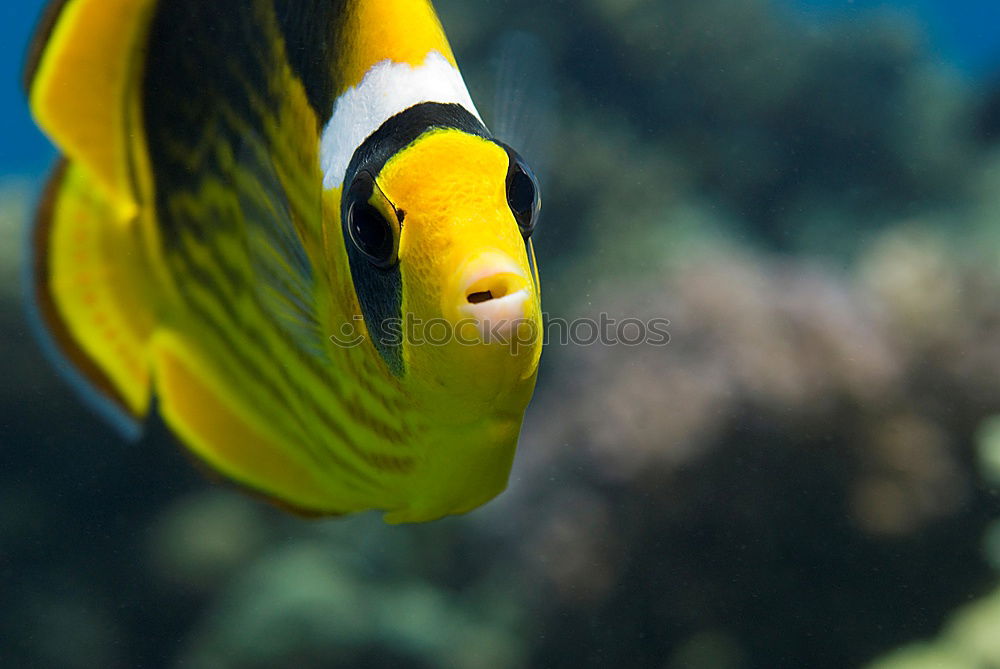 Similar – Close-up of a scalar in an aquarium