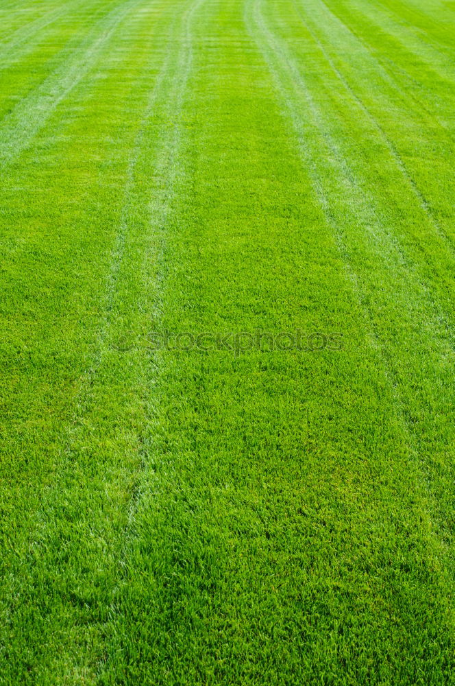 Image, Stock Photo Restrictive Grass Meadow