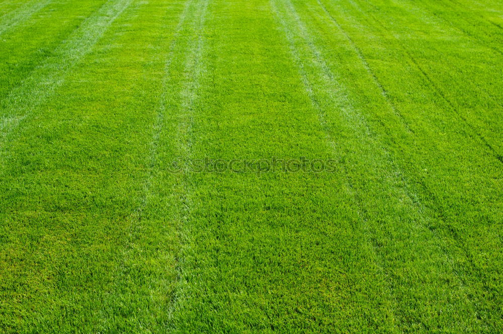 Similar – Image, Stock Photo Restrictive Grass Meadow