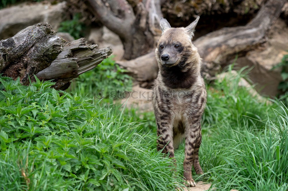 Similar – Foto Bild Vorsichtiger Blick Ausflug