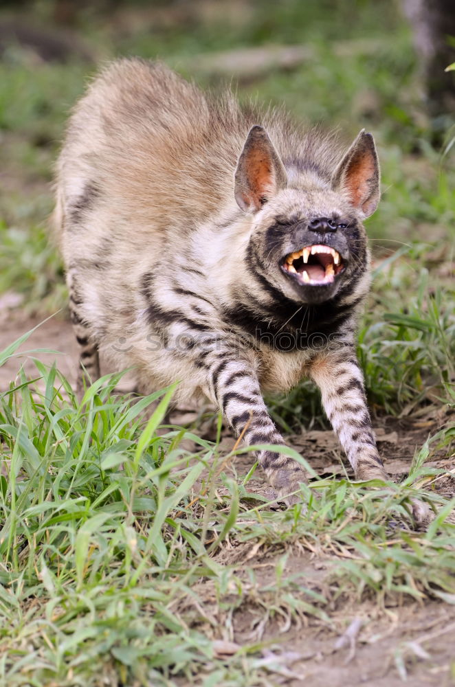 Similar – Image, Stock Photo Cat climbs and hunts on a tree