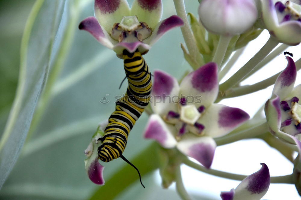 Similar – Foto Bild Zweisamkeit Umwelt Natur