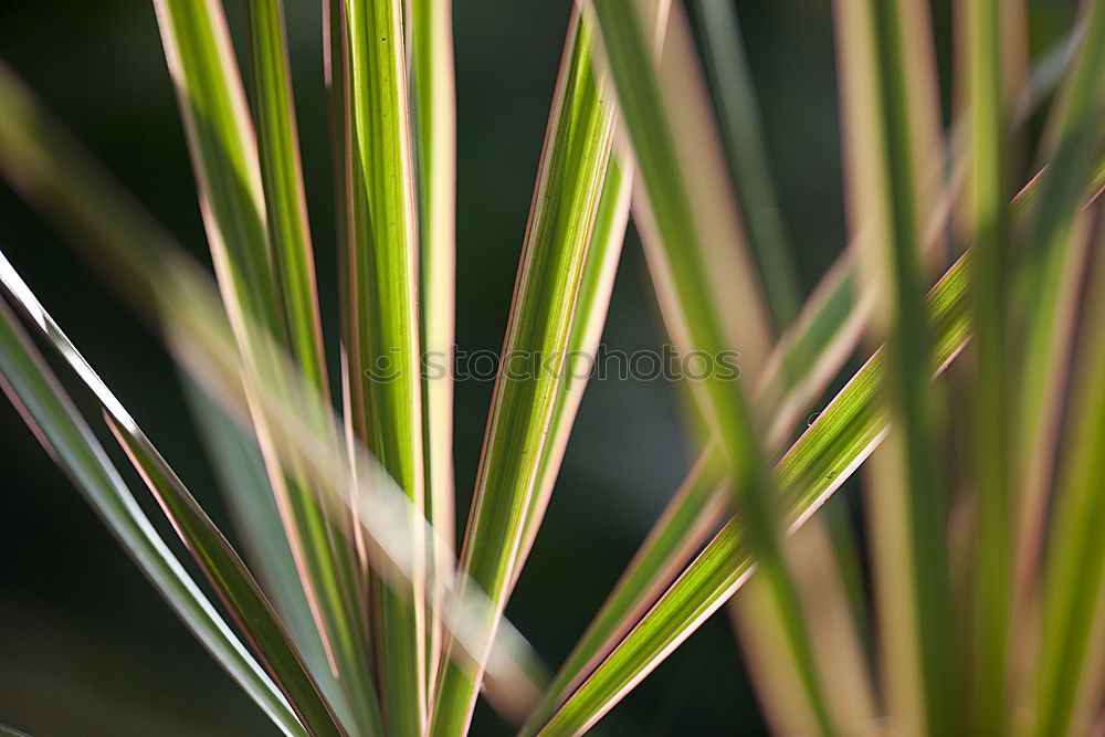 Similar – Image, Stock Photo Rosemary and red chilli