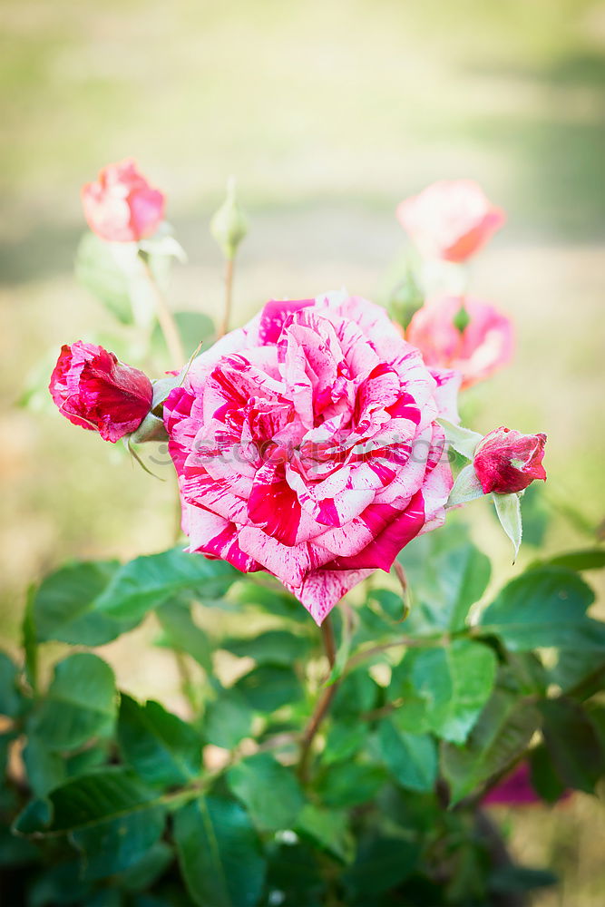 Similar – Image, Stock Photo floral greeting Nature