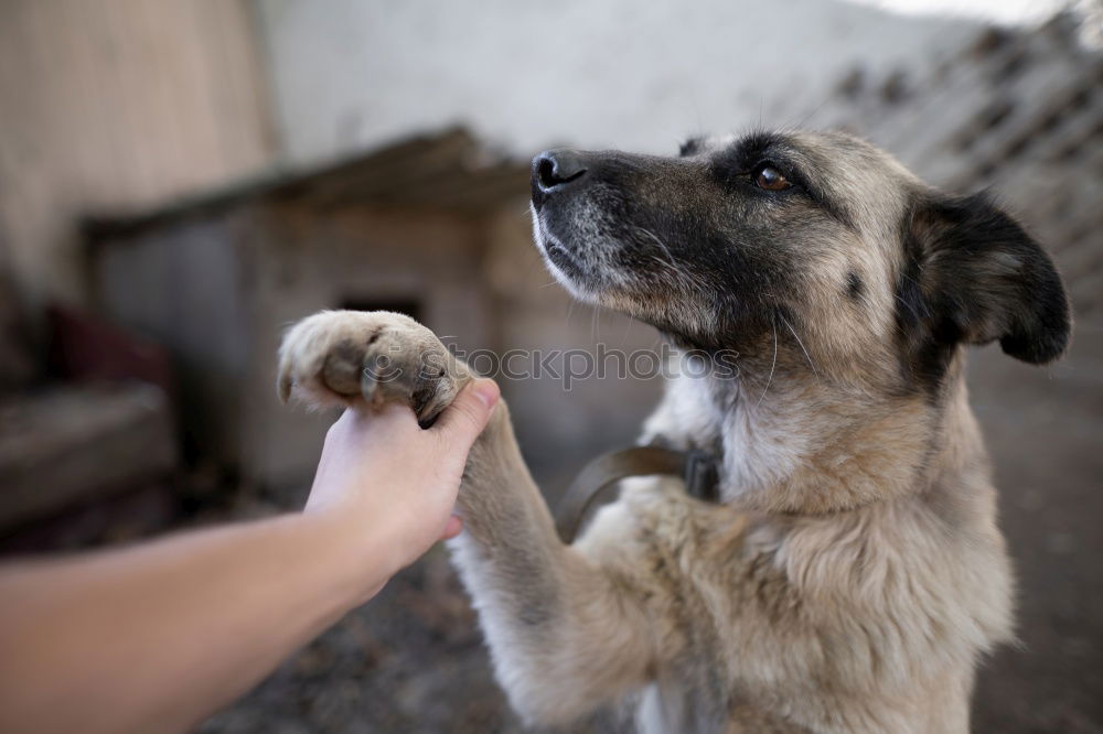 Similar – Image, Stock Photo puppy Pet Dog Puppy 1