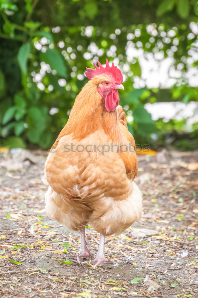 Similar – Image, Stock Photo “I’m not fast food!” Food