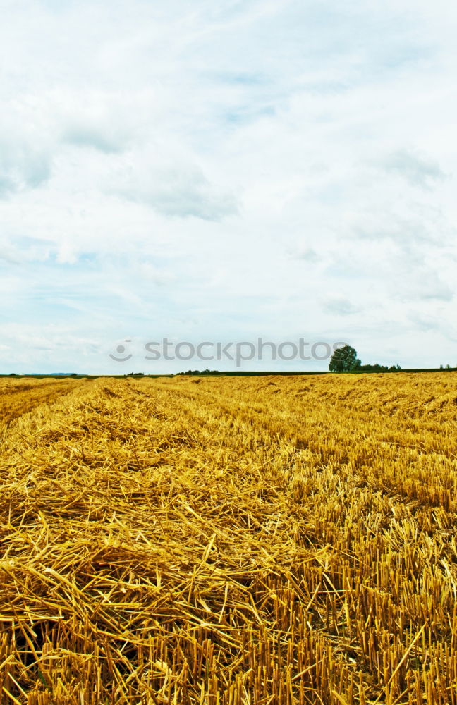 Similar – Image, Stock Photo summer field Field Summer